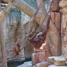 Little and adult Orangutan